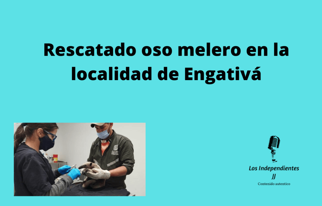 Rescatado oso melero en la localidad de Engativá