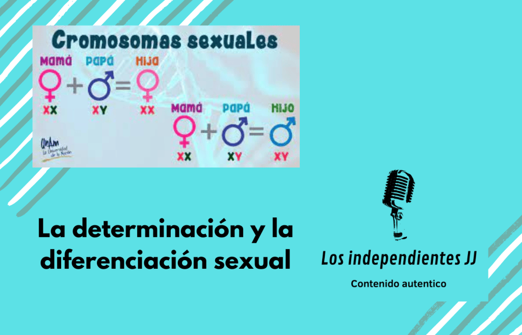 La determinación y la diferenciación&nbsp;sexual